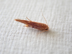 Stathmopoda cephalaea