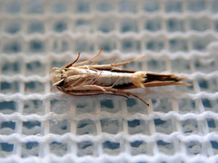 Stathmopoda cephalaea