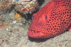 Epinephelus posteli