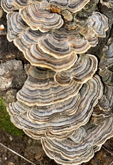 Trametes