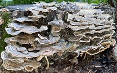 Trametes