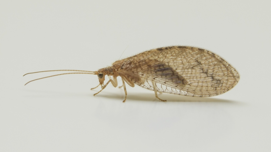 Micromus posticus