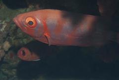 Priacanthus