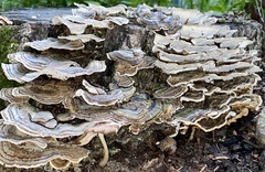 Trametes