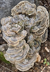 Trametes