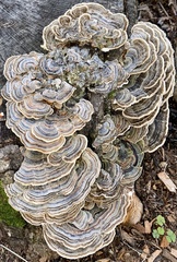 Trametes