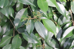 Syzygium acuminatissimum