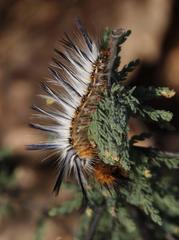 Phiala