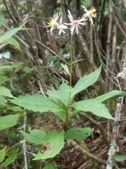 Eurybia chlorolepis