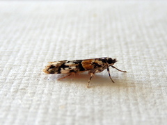 Scoparia charopoea