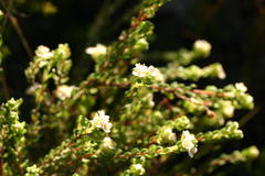 Lachnaea ericoides
