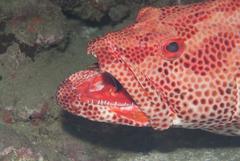 Epinephelus posteli