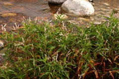 Persicaria madagascariensis