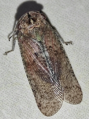 Calyptoproctus