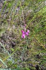 Indigofera filifolia