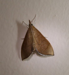 Lamprophaia albifimbrialis