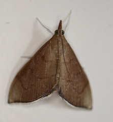 Lamprophaia albifimbrialis