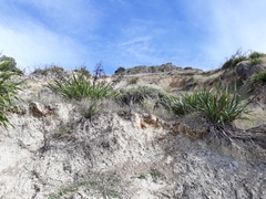 Ozothamnus leptophyllus
