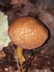 Mycena rutilantiformis