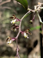Plectorrhiza tridentata