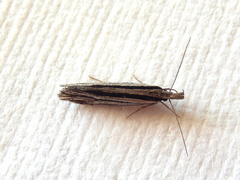 Leptosaces schistopa