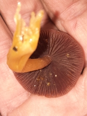 Mycena rutilantiformis