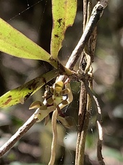 Plectorrhiza tridentata