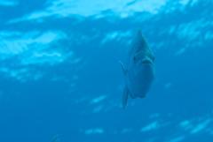 Polyamblyodon gibbosus