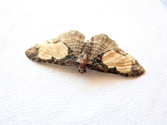 Scotocyma albinotata