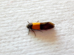 Hemibela