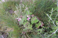 Pelargonium tomentosum