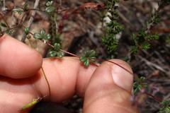 Indigofera sp19b