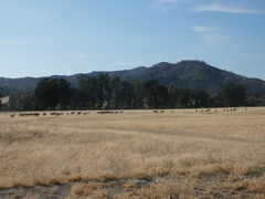 Cervus canadensis nannodes