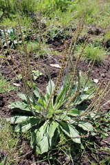 Plantago varia