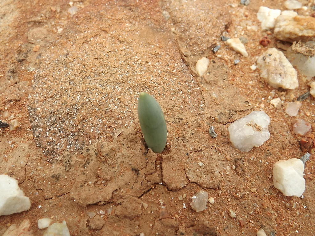 Albuca unifoliata, Umdaus