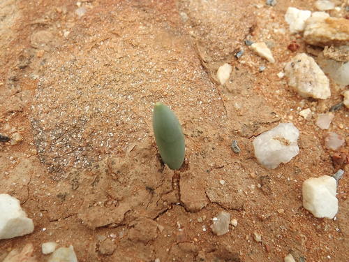 Albuca unifoliata