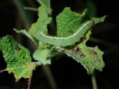 Xanthodes intersepta