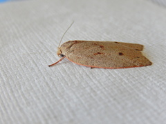 Euchaetis