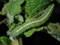 Xanthodes intersepta