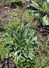 Plantago varia
