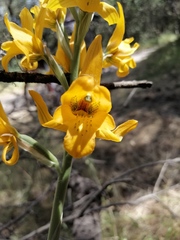 Chloraea gavilu