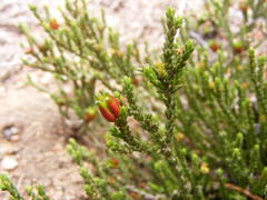 Diosma prama