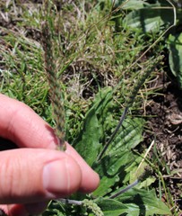 Plantago varia
