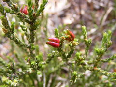 Diosma prama