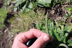 Plantago varia