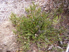 Diosma prama
