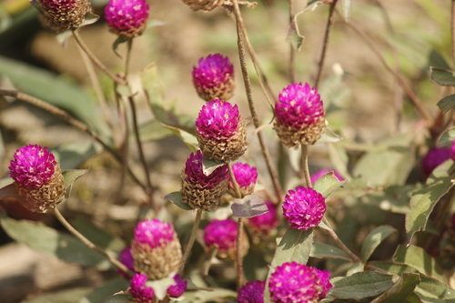 Image of Gomphrena globosa by no rights reserved