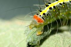 Xanthodes intersepta