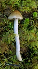 Cortinarius seidliae