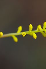 Synaphea gracillima